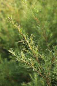 6 Best Medicinal Essential Oils